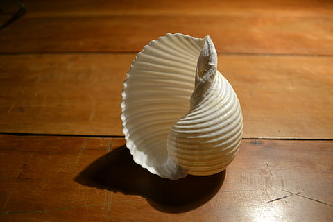 Concha, pureza, objeto, movimento, dentro de casa, madeira - material, piso de madeira de lei, ninguém, fechar-se, temas animais, único objeto, sombra, animal, pavimento, mesa, concha animal, Concha do mar, madeira, animais selvagens, padronizar, luz solar, natureza, ainda vida, visão de alto ângulo, grão de madeira, 2K, CC0, domínio público, royalty free