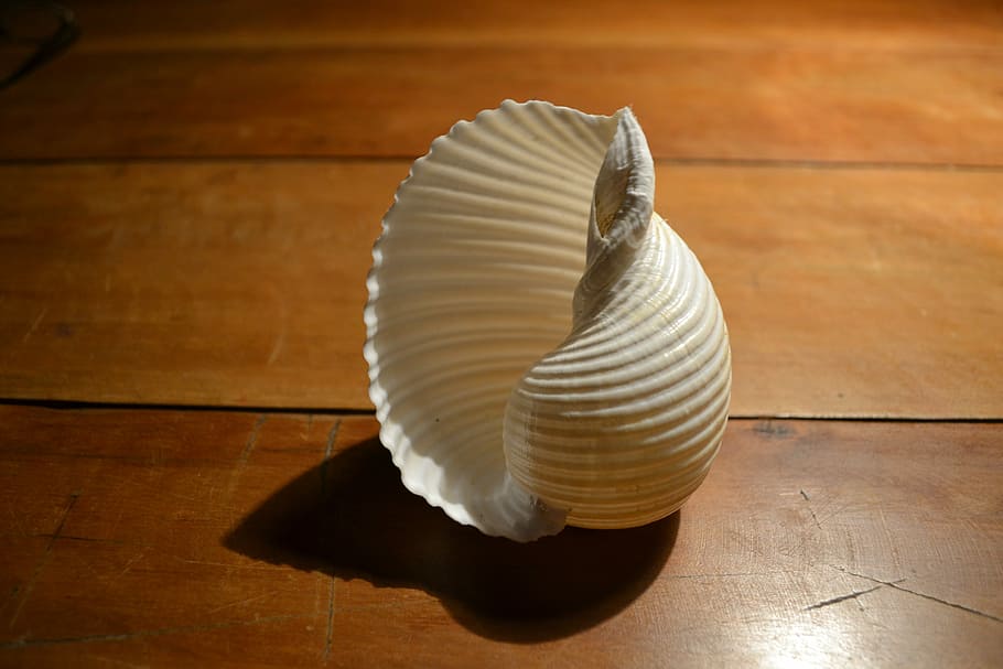 Concha, pureza, objeto, movimento, dentro de casa, madeira - material, piso de madeira de lei, ninguém, fechar-se, temas animais, único objeto, sombra, animal, pavimento, mesa, concha animal, Concha do mar, madeira, animais selvagens, padronizar, luz solar, natureza, ainda vida, visão de alto ângulo, grão de madeira, 2K