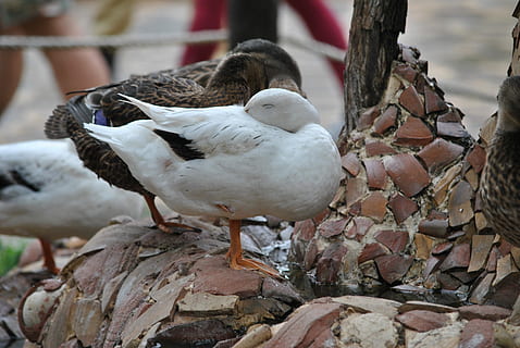 rață, rațe, volatil, macro, pasăre, animale tematice, animal, animale sălbatice, animale în sălbăticie, natură, animale vertebrate, să se concentreze asupra primelor elemente, un animal, nici o persoana, zi, a închide, culoare alba, copac, șeptel, stinghie, intern, în aer liber, păsări de curte, 4K, CC0, domeniu public, fără drepturi de autor