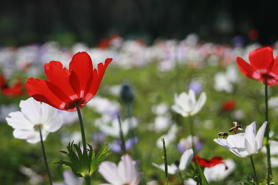 anemone, camp, flors, florir, plantes, windflower, a l'aire lliure, planta, verd, porpra, flora, vermell, blanc, natural, planta amb flors, flor, fragilitat, vulnerabilitat, bellesa a la natura, pètal, frescor, cap de flor, creixement, inflorescència, primer pla, naturalesa, centrar-se en primer pla, cap gent, dia, botànica, pol·len, parc, llit de flors, 2K