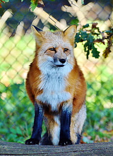 brown, white, fox, fuchs, red fox, predator, reddish fur, fur, wild animal, animal, forest animals, cute, reddish, zoo, wildlife park, wildpark poing, one animal, mammal, vertebrate, domestic animals, pets, domestic, sitting, day, focus on foreground, no people, feline, cat, portrait, looking, full length, close-up, outdoors, whisker, 2K, CC0, public domain, royalty free