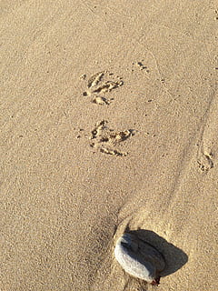pájaro, pasos, arena, naturaleza, animal, huella, fauna silvestre, tierra, playa, vista de alto ángulo, luz del sol, día, nadie, impresión, pista - impresión, fotograma completo, al aire libre, marrón, ausencia, antecedentes, misterio, tranquilidad, texturizado, 2K, CC0, dominio público, libre de derechos