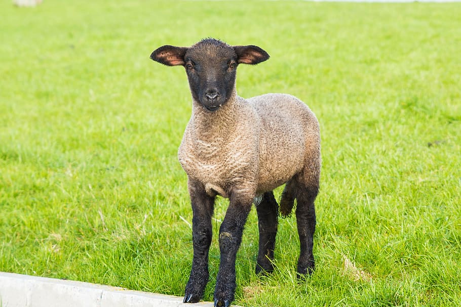 brown, black, sheep, standing, green, grass field, lamb, easter, schäfchen, animal, spring, nature, grass, animal themes, field, mammal, looking at camera, one animal, green color, livestock, day, portrait, domestic animals, plant, vertebrate, land, no people, domestic, pets, outdoors, herbivorous, 4K