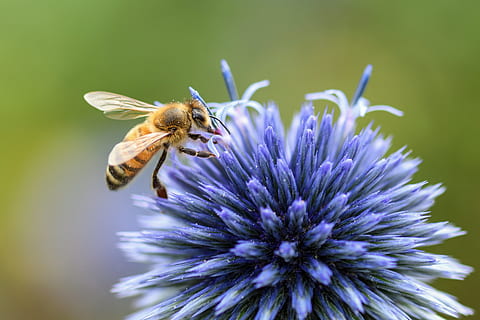 groc, abella, blau, flor, card, insecte, farratge, macro, planta amb flors, fragilitat, vulnerabilitat, bellesa a la natura, animal, temes d'animals, invertebrat, animals a la natura, fauna animal, pètal, un animal, cap de flor, frescor, planta, primer pla, porpra, creixement, polinització, cap gent, pol·len, 5K, CC0, domini públic, lliure de regalies