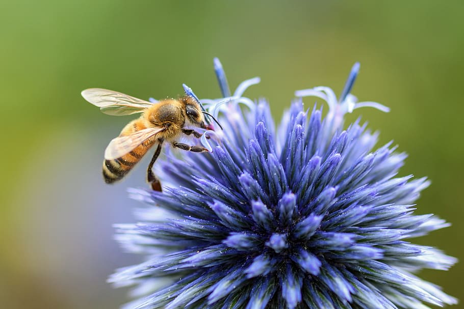 groc, abella, blau, flor, card, insecte, farratge, macro, planta amb flors, fragilitat, vulnerabilitat, bellesa a la natura, animal, temes d'animals, invertebrat, animals a la natura, fauna animal, pètal, un animal, cap de flor, frescor, planta, primer pla, porpra, creixement, polinització, cap gent, pol·len, 5K