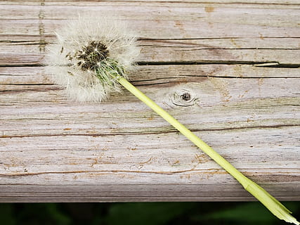 dent de lleó, flor, piantelegno, material de fusta, naturalesa, animal, temes d'animals, fauna animal, un animal, animals a la natura, cap gent, primer pla, dia, vertebrats, planta, a l'aire lliure, tauler, taula, vista d’angle alt, fusta, insecte, centrar-se en primer pla, invertebrat, 4K, CC0, domini públic, lliure de regalies