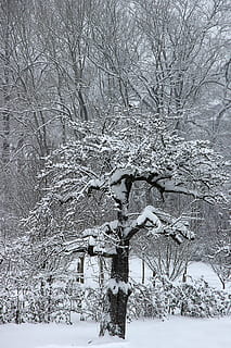 iarnă, zăpadă, copac, de iarnă, rece, alb, peisaj, acoperit cu zăpadă, zăpadă magie, pomi fructiferi, temperatura rece, plantă, arbore gol, liniște, ramură, nici o persoana, frumusețe în natură, natură, teren, îngheţat, o scenă liniștită, camp, scenice - natura, zi, acoperire, culoare alba, în aer liber, vreme extrema, ninsorile, viscol, 5K, CC0, domeniu public, fără drepturi de autor