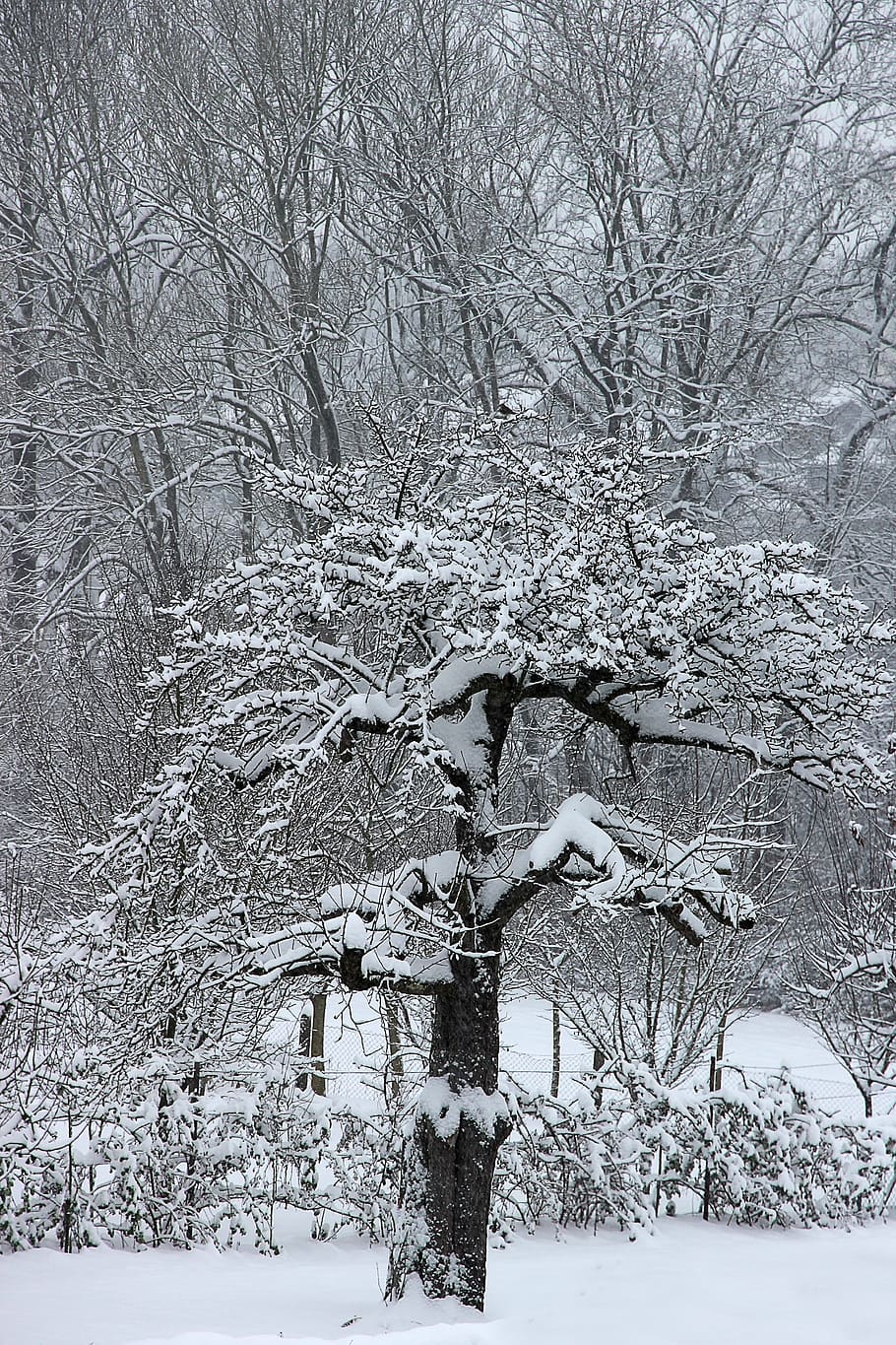 Winter, Schnee, Baum, winterlich, kalt, Weiß, Landschaft, schneebedeckt, Schneezauber, Obstbäume, Obstbaum, kalte Temperatur, Pflanze, kahler Baum, Ruhe, Ast, keine Leute, Schönheit in der Natur, Natur, Land, gefroren, ruhige Szene, Feld, Szenen - Natur, Tag, Abdeckung, weiße Farbe, draußen, extremes Wetter, schneit, Schneesturm, 5K