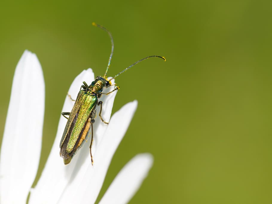 cantharis, insecte, macro, un animal, temes d'animals, fauna animal, animals a la natura, color verd, mosquit, naturalesa, cap gent, dia, invertebrat, animal, primer pla, planta, centrar-se en primer pla, bellesa a la natura, zoologia, còpia espai, a l'aire lliure, part del cos dels animals, enfocament selectiu, ala dels animals, 2K