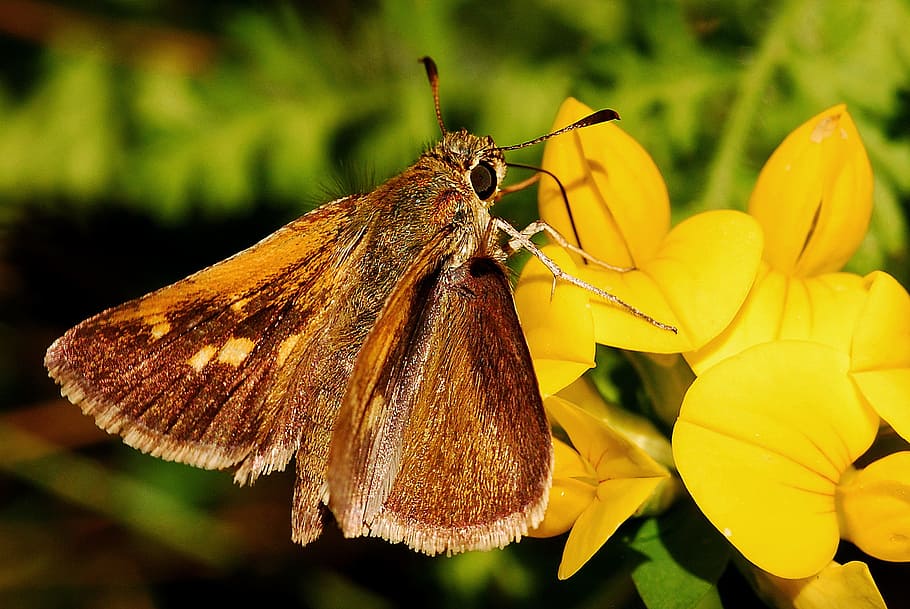 motyl, szyper, makro, owad, entomologia, stawonogi, biologia, bezkręgowy, metamorfoza, dzikiej przyrody, pluskwa, Natura, kwiat, roślina kwitnąca, roślina, zwierzęta na wolności, zwierzęca przyroda, piękno natury, kruchość, tematy zwierzęce, zwierzę, wrażliwość, zbliżenie, jedno zwierzę, świeżość, płatek, motyl - owad, skrzydło zwierzęce, głowa kwiatu, żadnych ludzi, na dworze, zapylanie, ćma, pyłek, 1080P