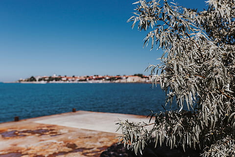 close, tree, black, sea, Close up, Nessebar, Black Sea, Bulgaria, Europe, seaside, balkan, blue, mediterranean Sea, water, nature, sky, coastline, mediterranean Countries, travel Locations, no People, clear sky, day, scenics, plant, focus on foreground, beauty in nature, tranquility, outdoors, scenics - nature, tranquil scene, beach, land, copy space, pine tree, coniferous tree, 5K, CC0, public domain, royalty free