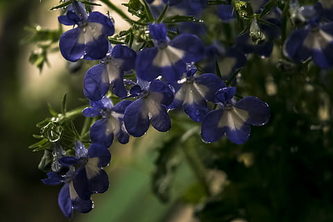 violet, blanc, fleurs, pluie, printemps, gouttes, la nature, plante à fleurs, fleur, beauté dans la nature, plante, fragilité, fermer, vulnérabilité, fraîcheur, pétale, croissance, inflorescence, personne, se concentrer sur le premier plan, tête de fleur, parfumé, journée, mise au point sélective, en plein air, lavande, bouquet de fleurs, lilas, 4K, CC0, domaine public, libre de droits
