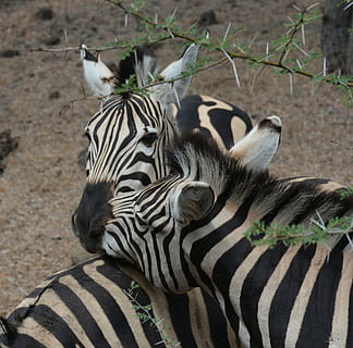 zebra, casella, parc, fauna animal, ratlles, animals a la natura, animal, temes d'animals, mamífer, grup d’animals, cap gent, marques d’animals, dos animals, safari, naturalesa, vertebrats, patró natural, zoo, a l'aire lliure, planta, cap d’animals, herbívors, 1080P, CC0, domini públic, lliure de regalies