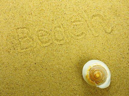 sand, beach, shell, nature, summer, background, map, greeting card, postcard, holiday, recovery, sea, snail, yellow, backgrounds, full frame, no people, textured, close-up, one animal, yellow background, day, animal wildlife, animal, animal shell, land, animal themes, seashell, pattern, animals in the wild, high angle view, beauty in nature, natural pattern, outdoors, marine, 4K, CC0, public domain, royalty free