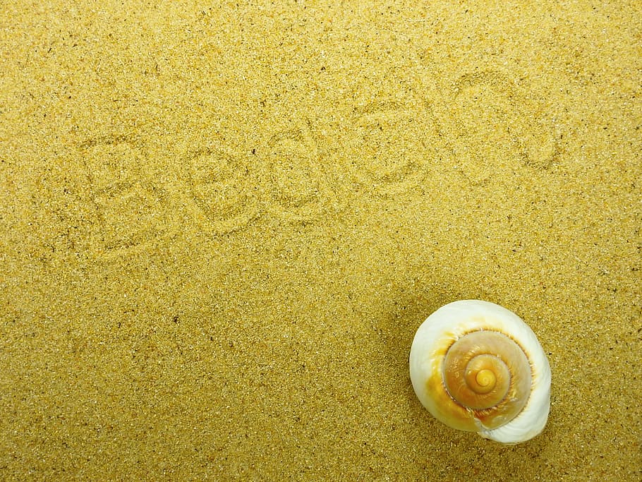 sand, strand, skal, natur, sommer, baggrund, kort, lykønskningskort, postkort, ferie, genopretning, hav, snegl, gul, baggrunde, fuld ramme, ingen mennesker, tekstureret, tæt på, et dyr, gul baggrund, dag, dyreliv, dyr, dyreskal, jord, dyre temaer, muslingeskal, mønster, dyr i naturen, høj vinkel visning, skønhed i naturen, naturligt mønster, udendørs, marine, 4K