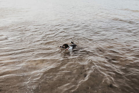 water, Dog, sea, pet, puppy, swimming, swim, nature, animal, beach, animal themes, animals in the wild, one animal, day, waterfront, two people, high angle view, togetherness, real people, leisure activity, lifestyles, men, vertebrate, bonding, people, outdoors, couple - relationship, 5K, CC0, public domain, royalty free