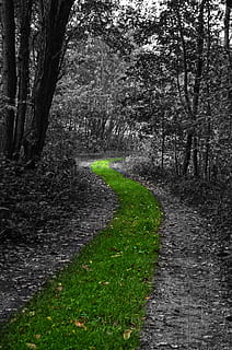 selektiv, Farbfotografie, Grün, Grasbahn, Bäume, selektive Farbfotografie, grünes Gras, Weg, Natur, Wald, Pfad, Gras, der grüne Weg, grüne Spur, Baum, ruhige Szene, draußen, Pflanze, Land, Schönheit in der Natur, Ruhe, keine Leute, Fußweg, Wachstum, Richtung, der Weg nach vorn, Tag, Kofferraum, Baumstamm, Szenen - Natur, Straße, Landschaft, 4K, CC0, gemeinfrei, lizenzfrei