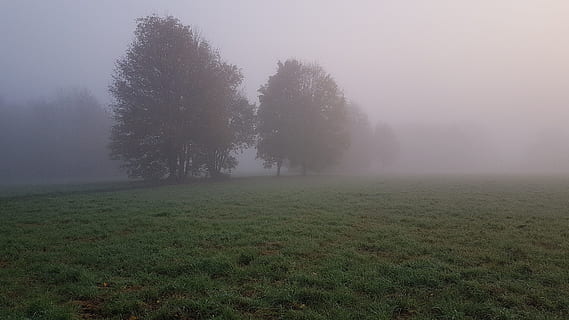 alberi, coperto, nebbie, campo d'erba, nebbia, foresta, paesaggio, albero, erba, Alba, pianta, ambiente, bellezza nella natura, terra, la tranquillità, scenics - natura, scena tranquilla, inverno, natura, campo, scena non urbana, cielo, nessuno, mattina, temperatura fredda, all'aperto, 4K, CC0, dominio pubblico, privo di copyright