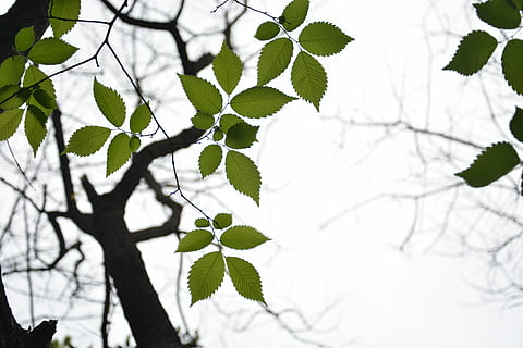 arbre de faig, planta, llum de fons, full, part de la planta, arbre, branca, creixement, naturalesa, bellesa a la natura, dia, cap gent, centrar-se en primer pla, color verd, vista d’angle baix, tranquil·litat, a l'aire lliure, primer pla, Color blanc, hivern, fulles, 5K, CC0, domini públic, lliure de regalies