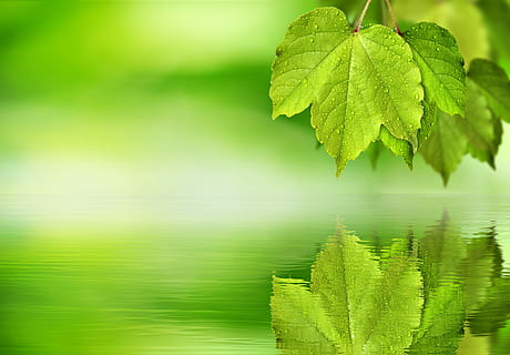 verde, foglia, corpo, acqua, acero, mirroring, sfondo, vuoto, le foglie, albero, natura, foglia di acero, foglie d'acero, composizione, specchio, riflette, design, natura morta, photoshop, colore verde, parte vegetale, bellezza nella natura, pianta, lago, la tranquillità, crescita, scena tranquilla, riflessione, nessuno, giorno, scenics - natura, freschezza, all'aperto, avvicinamento, 5K, CC0, dominio pubblico, privo di copyright
