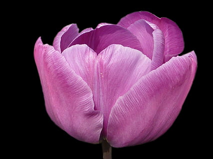Blume, Tulpe, violett, Frühling, Prinz Charles, blühende Pflanze, Frische, Zerbrechlichkeit, Blütenblatt, Verletzlichkeit, Pflanze, pinke Farbe, Schönheit in der Natur, Nahansicht, Blütenstand, schwarzer Hintergrund, Blütenkopf, Studioaufnahme, Wachstum, Natur, keine Leute, drinnen, Fokus auf den Vordergrund, Weichheit, lila, 2K, CC0, gemeinfrei, lizenzfrei