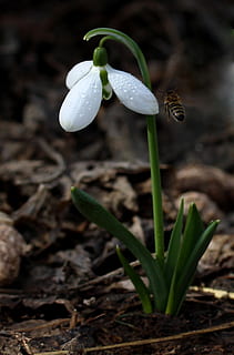 Snowdrop, hvit, vår, blomst, anlegg, sårbarhet, vekst, friskhet, nærbilde, skjønnhet i naturen, skjørhet, natur, blomstrende plante, felt, land, ingen folk, petal, hvit farge, dag, inflorescence, fokusere på forgrunnen, plantestamme, blomsterhodet, utendørs, 1080P, CC0, offentlig domene, opphavsrett gratis