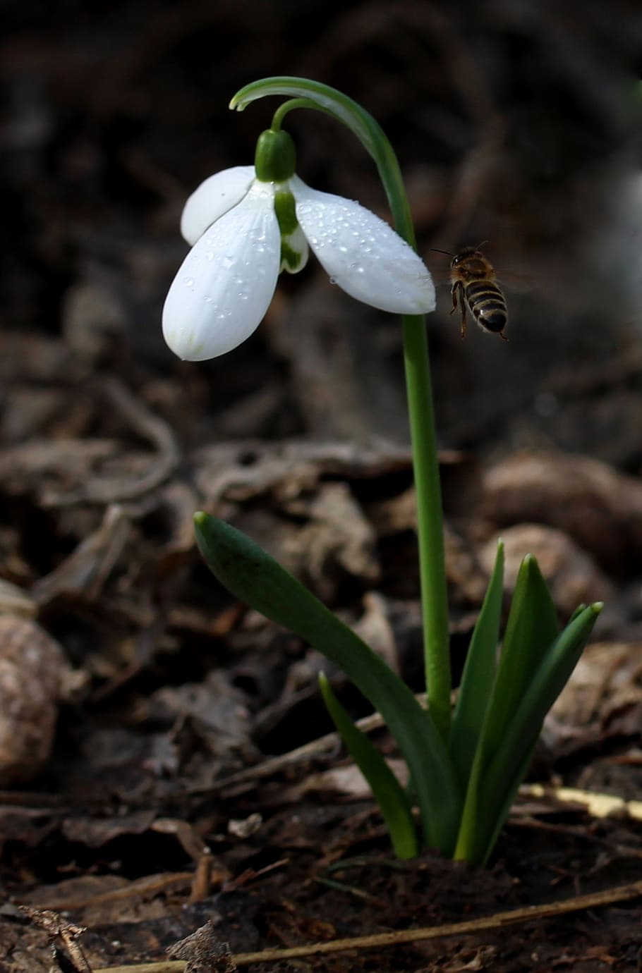 snowdrop, blanc, primavera, flor, planta, vulnerabilitat, creixement, frescor, primer pla, bellesa a la natura, fragilitat, naturalesa, planta amb flors, camp, terra, cap gent, pètal, Color blanc, dia, inflorescència, centrar-se en primer pla, tija de la planta, cap de flor, a l'aire lliure, 1080P