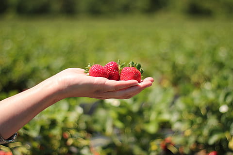 person, holding, three, strawberry fruits, outdoors, strawberries, hand, field, red, ripe, berries, crop, food, delicious, healthy eating, berry fruit, fruit, freshness, human hand, strawberry, human body part, food and drink, one person, focus on foreground, wellbeing, day, land, nature, plant, real people, finger, human limb, 5K, CC0, public domain, royalty free