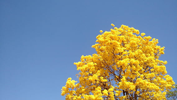 copac, din ipe, primăvară, galben, cer, plantă, frumusețe în natură, albastru, toamnă, planta cu flori, floare, natură, creştere, prospeţime, cer senin, ramură, zi, nici o persoana, vedere unghiulară joasă, Schimbare, în aer liber, 4K, CC0, domeniu public, fără drepturi de autor