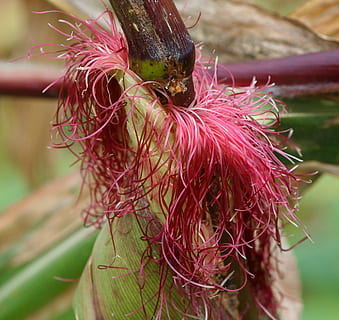 zijde, rood, threads, fijn, natuurlijk, maïs, oren, granen, planten, flora, natuur, dierlijke thema's, fabriek, detailopname, dierenleven, focus op de voorgrond, één dier, dieren in het wild, dier, ongewerveld, bloem, insect, geen mensen, dag, schoonheid in de natuur, roze kleur, bloeiende plant, versheid, kwetsbaarheid, buitenshuis, bloemhoofd, bestuiving, 1080P, CC0, publiek domein, royaltyvrij