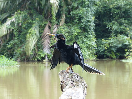 darter, anhingidae, uccello, in posa, fiume, tropici, tortuguero, Parco Nazionale, Costa Rica, nero, orgoglio, piuma, pollame, un animale, fauna selvatica, animali allo stato selvatico, temi animali, natura, vertebrato, animale, acqua, appollaiati, albero, lago, concentrarsi sulle conoscenze acquisite, giorno, colore nero, pianta, cormorano, bellezza nella natura, nessuno, 4K, CC0, dominio pubblico, privo di copyright