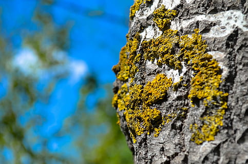 Skov, bark, træ, natur, udendørs, rock-objekt, tekstureret, ru, rock formation, lichen, tæt på, ingen mennesker, dag, plante, klippe, selektiv fokusering, bagagerum, træstamme, fokus på forgrunden, solid, mønster, vækst, mos, tekstureret effekt, 4K, CC0, offentligt domæne, royaltyfrie