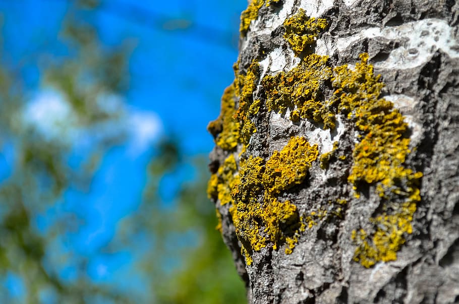 bosc, escorça d'arbre, arbre, naturalesa, a l'aire lliure, rock - object, textura, aspre, formació de roca, liquen, primer pla, cap gent, dia, planta, rock, enfocament selectiu, tronc, tronc de l'arbre, centrar-se en primer pla, sòlid, patró, creixement, molsa, escorça, efecte texturat, 4K