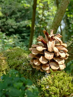 pigne, rubinetto, foresta, legna, pino, scala, bilance a cono, natura, fungo, crescita, giorno, all'aperto, pianta, albero, concentrarsi sulle conoscenze acquisite, terra, avvicinamento, bellezza nella natura, tronco d'albero, tronco, fungo velenoso, verdura, cibo, nessuno, colore verde, muschio, albero di conifere, 4K, CC0, dominio pubblico, privo di copyright