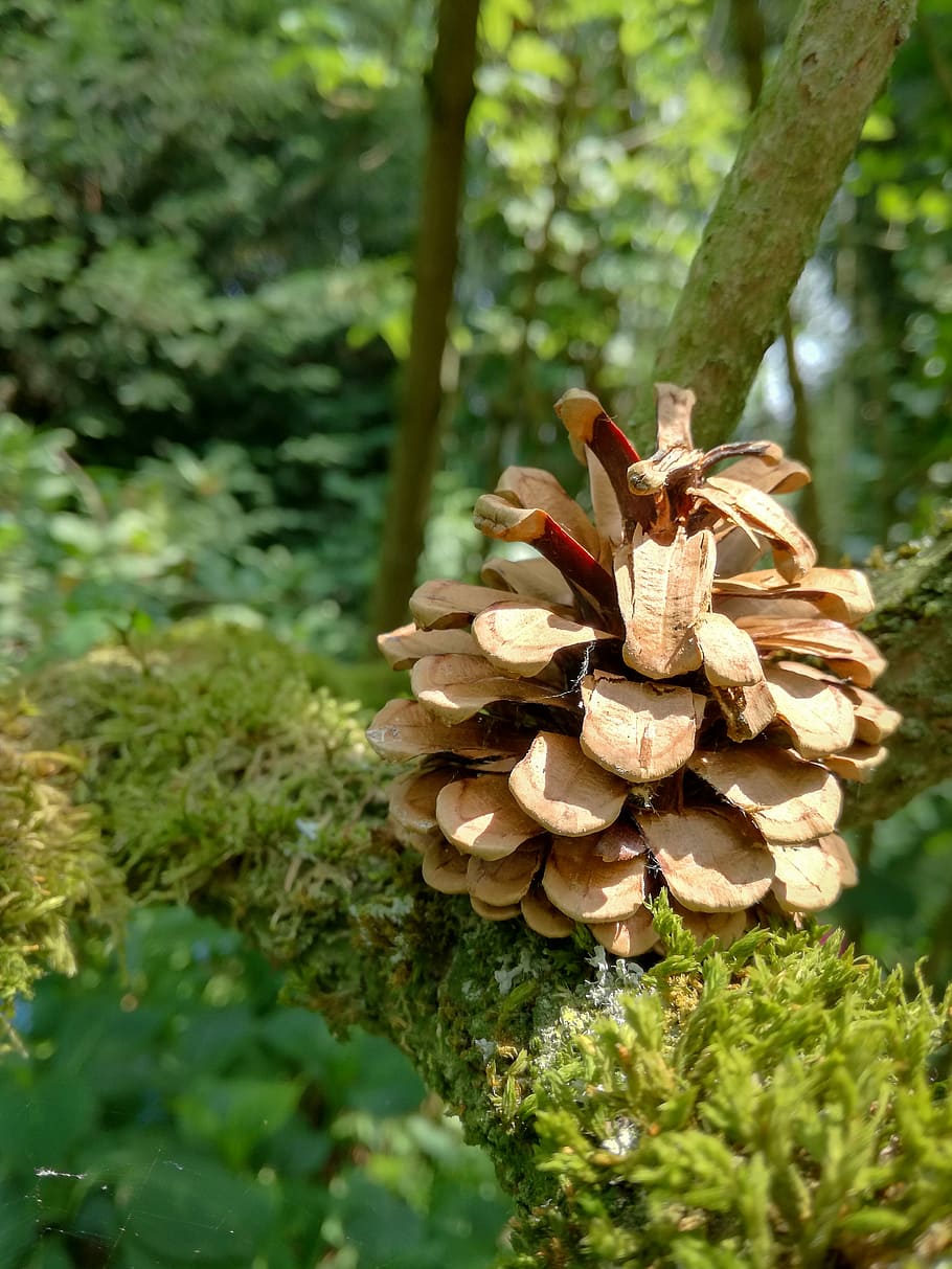 pinyes, aixeta, bosc, fusta, pi, escala, escales de con, naturalesa, fong, bolets, creixement, dia, a l'aire lliure, planta, arbre, centrar-se en primer pla, terra, primer pla, bellesa a la natura, tronc de l'arbre, tronc, toadstool, vegetals, menjar, cap gent, color verd, molsa, arbre de coníferes, 4K