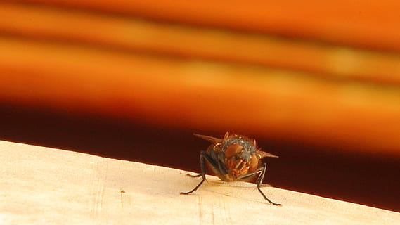 housefly, fly, insect, close, animal, macro, wing, compound eyes, closeup, animal themes, invertebrate, animal wildlife, animals in the wild, one animal, close-up, sunlight, no people, day, nature, outdoors, focus on foreground, selective focus, shadow, animal body part, animal wing, full length, arthropod, 2K, CC0, public domain, royalty free