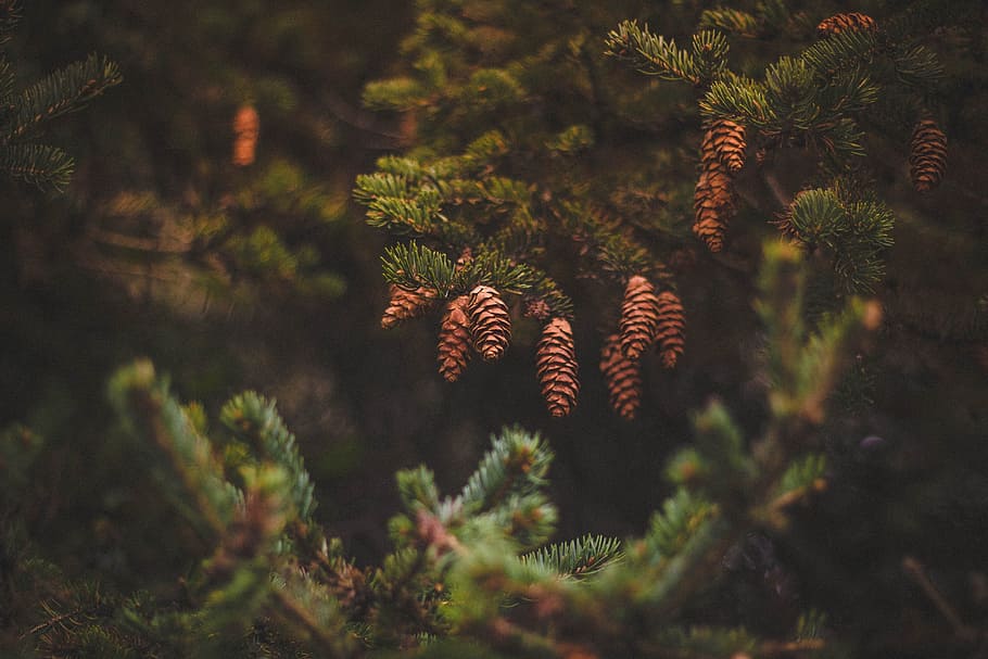 pi, con, verd, arbre, planta, arbre de coníferes, pinàcies, naturalesa, pinya de pi, cap gent, bosc, terra, bellesa a la natura, a l'aire lliure, creixement, dia, llum solar, enfocament selectiu, tranquil·litat, branca, primer pla, agulla - part de la planta, bosc de pi, 5K