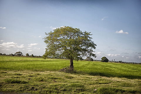 guyana, paisatge, núvols, escènic, cel, arbre, arbres, camp, herba, naturalesa, fora, país, escena rural, planta, núvol - cel, terra, medi ambient, color verd, tranquil·litat, bellesa a la natura, escenics - natura, cap gent, escena tranquil·la, escena no urbana, creixement, idíl·lic, dia, a l'aire lliure, 2K, CC0, domini públic, lliure de regalies