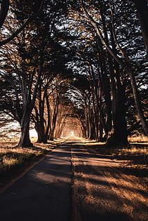 carretera a través de boscos, buit, carretera, envoltat, arbres, sol, llum solar, bosc, arbre, el camí a seguir, direcció, planta, transport, perspectiva decreixent, naturalesa, cap gent, creixement, tranquil·litat, punt de fuga, terra, carretera buida, escena tranquil·la, dia, a l'aire lliure, bellesa a la natura, tronc, treelined, copa de l'arbre, 5K, CC0, domini públic, lliure de regalies