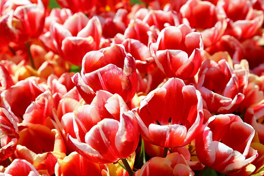 flor, tulipes, vermell, primavera, flors, naturalesa, planta, macro, jardí, colors vius, bonic, paisatge, imatge de flor, ambiental, estiu, pau, corona, guarderia, tulipa, frescor, pètal, primer pla, cap de flor, marc complet, fons, bellesa a la natura, planta amb flors, fragilitat, vulnerabilitat, inflorescència, cap gent, abundància, creixement, dia, a l'aire lliure, suavitat, 5K