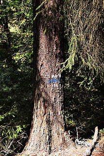 Baum, Wegzeichen, Kennzeichen, Wandern, Zugcharakter, Natur, Pflanze, Baumstamm, Wald, Kofferraum, Wachstum, Land, Tag, keine Leute, grüne Farbe, draußen, Ruhe, Sonnenlicht, Borke, Schönheit in der Natur, Nicht-städtische Szene, Nahansicht, Moos, 5K, CC0, gemeinfrei, lizenzfrei