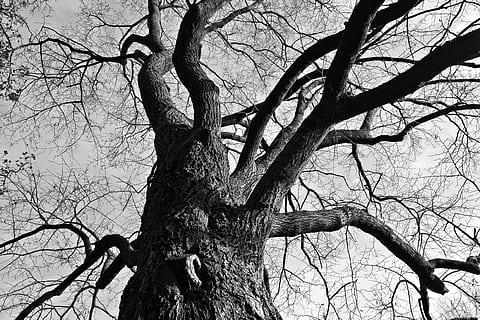 albero, rami, nodoso, contorto, albero nudo, deciduo, autunno, inverno, giorno soleggiato, silhouette, dicembre, ramo, tronco d'albero, tronco, pianta, nessuno, Inquadratura dal basso, cielo, natura, la tranquillità, giorno, all'aperto, pianta morta, crescita, bellezza nella natura, legno - materiale, scenics - natura, scena tranquilla, 4K, CC0, dominio pubblico, privo di copyright