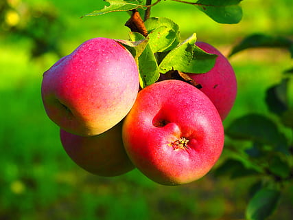 apple, apple tree, fruit, red, ripe, fruits, frisch, healthy, vitamins, orchard, food and drink, food, healthy eating, freshness, wellbeing, apple - fruit, leaf, plant, plant part, close-up, focus on foreground, nature, no people, green color, fruit tree, growth, outdoors, 4K, CC0, public domain, royalty free