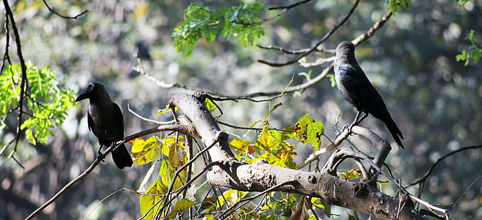 crows, branches, bird, black, twig, tree, perched, nature, raven, animals, animal themes, animal wildlife, animal, animals in the wild, vertebrate, one animal, branch, plant, perching, no people, black color, focus on foreground, outdoors, low angle view, forest, plant part, leaf, 5K, CC0, public domain, royalty free
