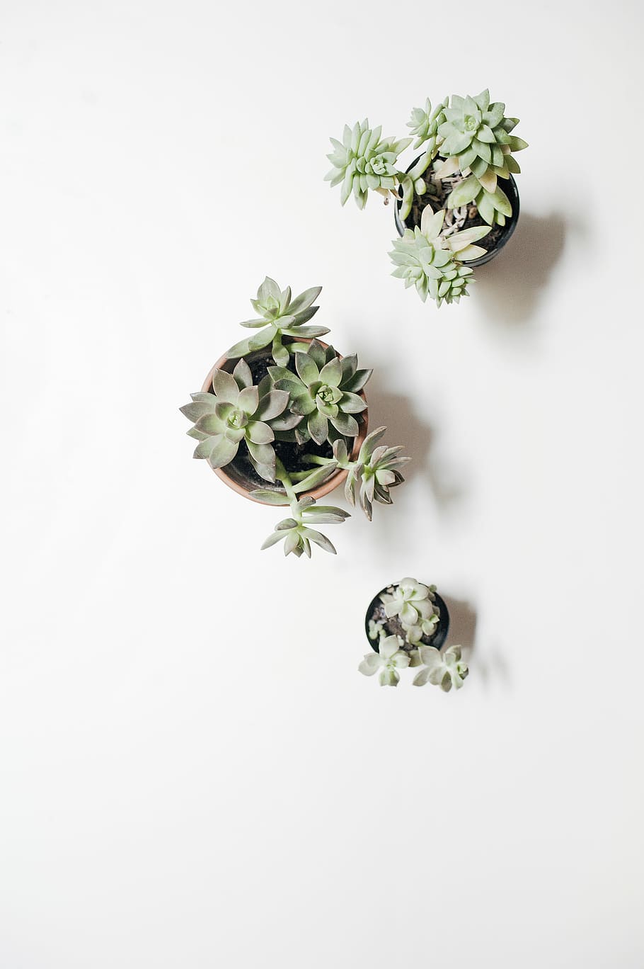 tres, verd, suculentes, olles, blanc, superfície, superfície blanca, gris, plantes, naturalesa, decoració, planta, flor, primer pla, fons blanc, tir de l'estudi, cap gent, paper arrugat, frescor, a l'interior, color verd, directament a sobre, part de la planta, full, animal, còpia espai, Color blanc, planta amb flors, natura morta, vista d’angle alt, creixement, cap de flor, 4K