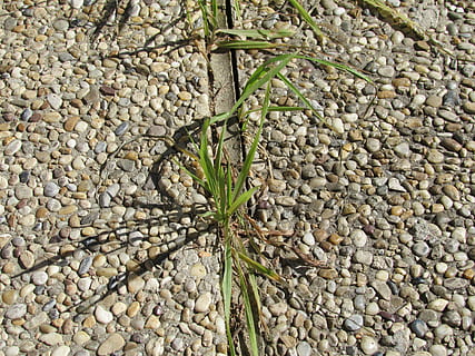 herba, mala herba, concret, assertivitat, força, naturalesa, marc complet, dia, cap gent, primer pla, a l'aire lliure, pedra - objecte, sòlid, vista d’angle alt, planta, còdols, rock, pedra, fons, abundància, creixement, textura, gran grup d'objectes, directament a sobre, part de la planta, grava, 4K, CC0, domini públic, lliure de regalies