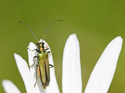 cantharis, insecte, macro, un animal, temes d'animals, animals a la natura, fauna animal, primer pla, dia, cap gent, a l'aire lliure, naturalesa, invertebrat, animal, flor, planta, planta amb flors, bellesa a la natura, color verd, centrar-se en primer pla, part del cos dels animals, frescor, pètal, creixement, cap de flor, polinització, 2K, CC0, domini públic, lliure de regalies