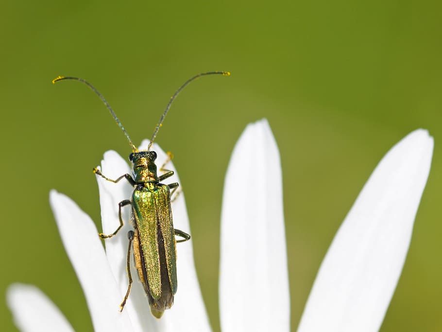 cantharis, insecte, macro, un animal, temes d'animals, animals a la natura, fauna animal, primer pla, dia, cap gent, a l'aire lliure, naturalesa, invertebrat, animal, flor, planta, planta amb flors, bellesa a la natura, color verd, centrar-se en primer pla, part del cos dels animals, frescor, pètal, creixement, cap de flor, polinització, 2K