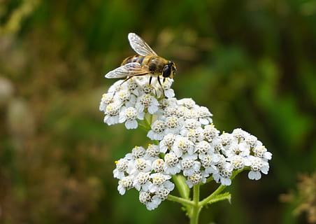 polline d'api, spruzzatina, insetto, vicino, ape, polline, giardino, ala, raccogliere, natura, macro, ala animale, avvicinamento, animale, fiore, estate, impollinazione, all'aperto, animali e animali domestici, insetti, pianta, primavera, colore verde, bellezza nella natura, un animale, temi animali, animali allo stato selvatico, fauna selvatica, pianta fiorita, fragilità, invertebrato, vulnerabilità, crescita, freschezza, petalo, Colore bianco, testa di fiore, nessuno, bombo, 4K, CC0, dominio pubblico, privo di copyright