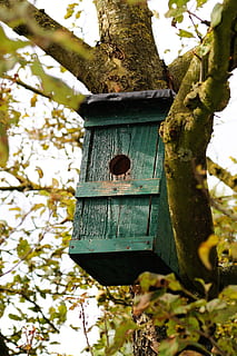 Voliere, Nistplatz, Baum, ästhetisch, Geäst, Vogelfütterer, Grün, Holz, Vogelhaus, Pflanze, Fokus auf den Vordergrund, Flachwinkelansicht, Kofferraum, Baumstamm, Ast, Tag, Natur, keine Leute, hängend, draußen, Wachstum, Holz - Material, Metall, grüne Farbe, Nahansicht, Tier, 5K, CC0, gemeinfrei, lizenzfrei